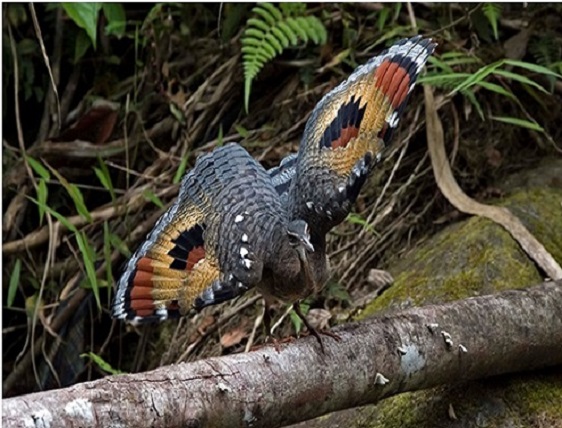 mindo birding tour